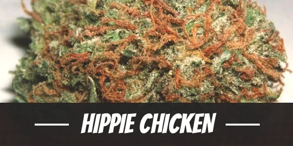 Strain Spotlight: Hippie Chicken - GrandLake420.com