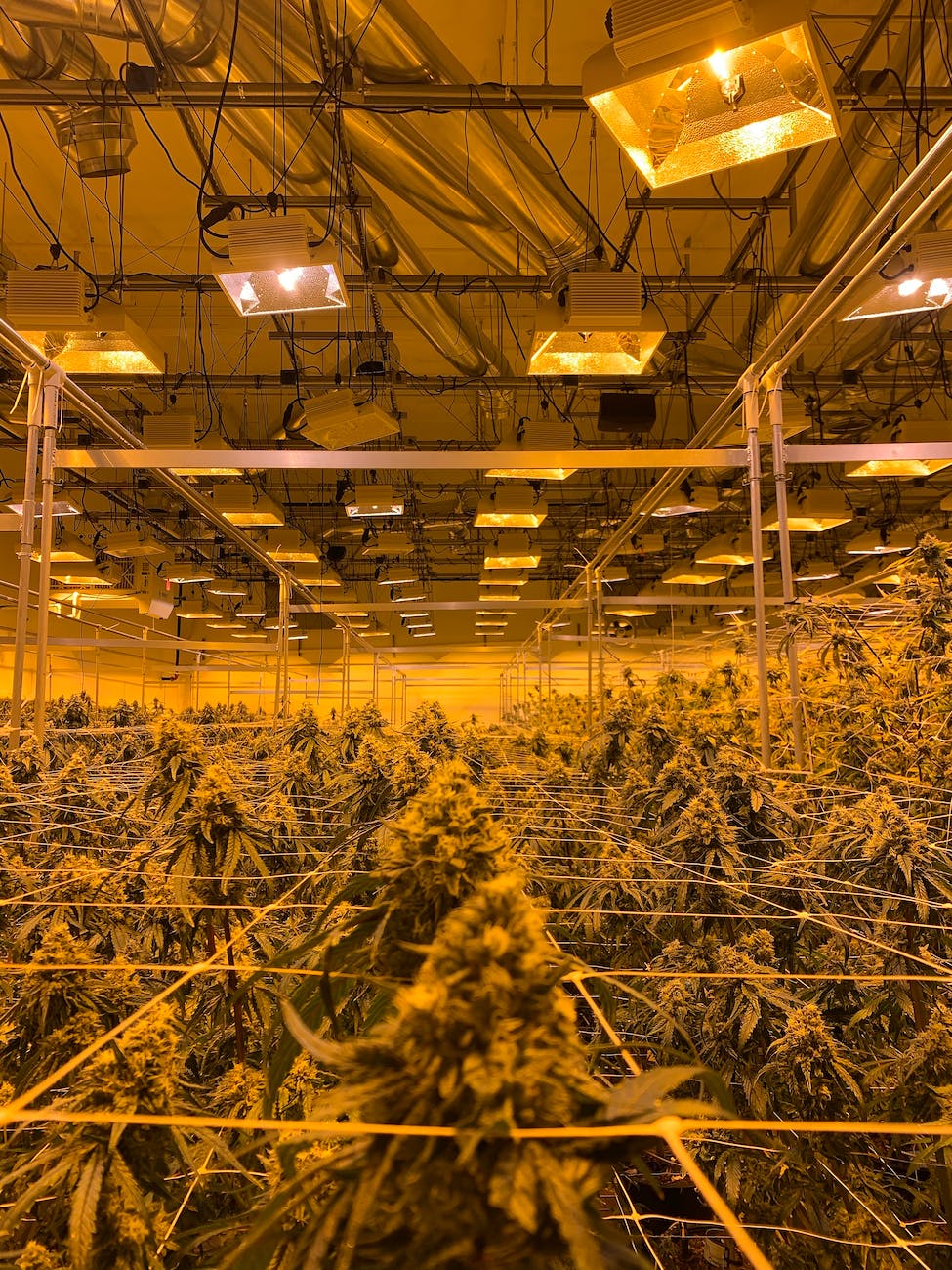commercial cannabis growing under lamps